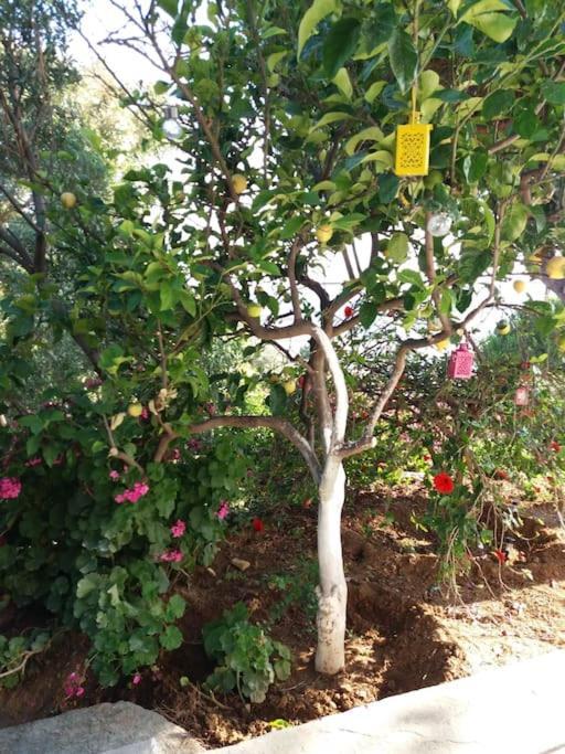 Grandpa Simos' Traditional Guest House Agios Romanos ภายนอก รูปภาพ