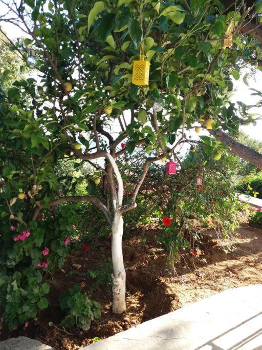 Grandpa Simos' Traditional Guest House Agios Romanos ภายนอก รูปภาพ