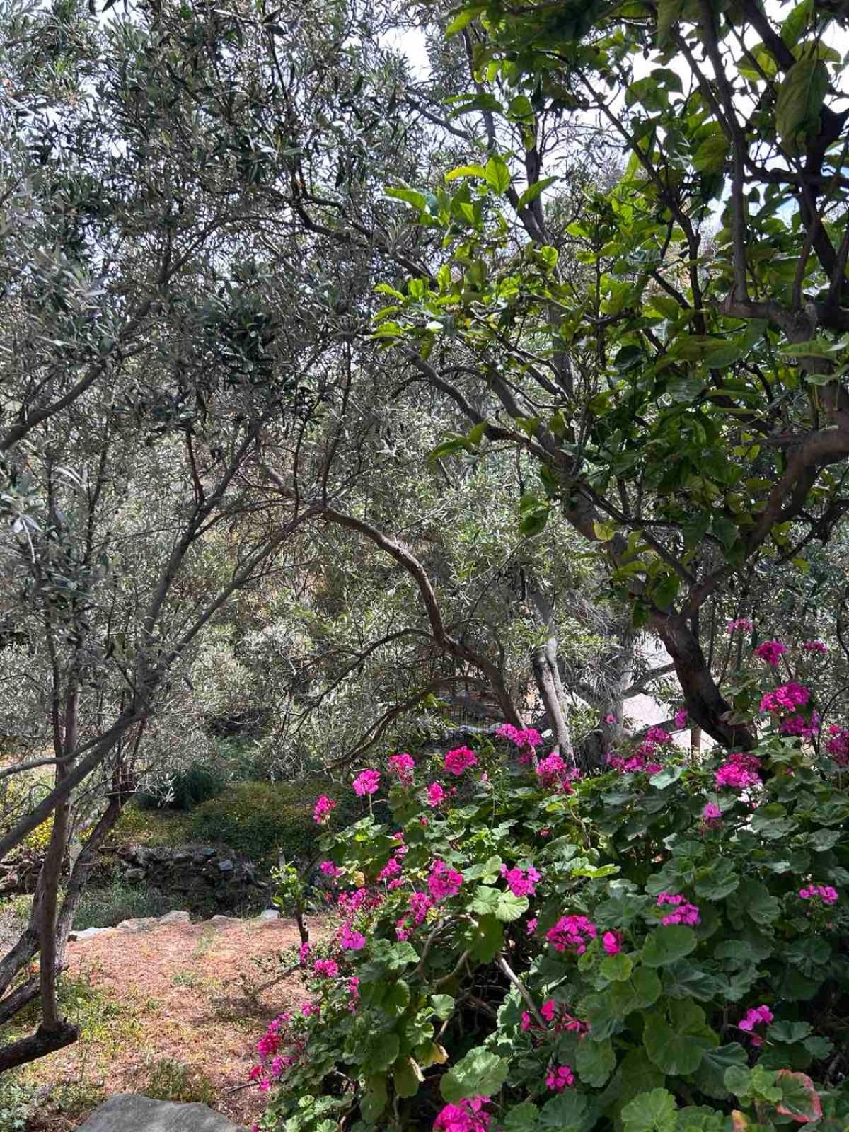Grandpa Simos' Traditional Guest House Agios Romanos ภายนอก รูปภาพ